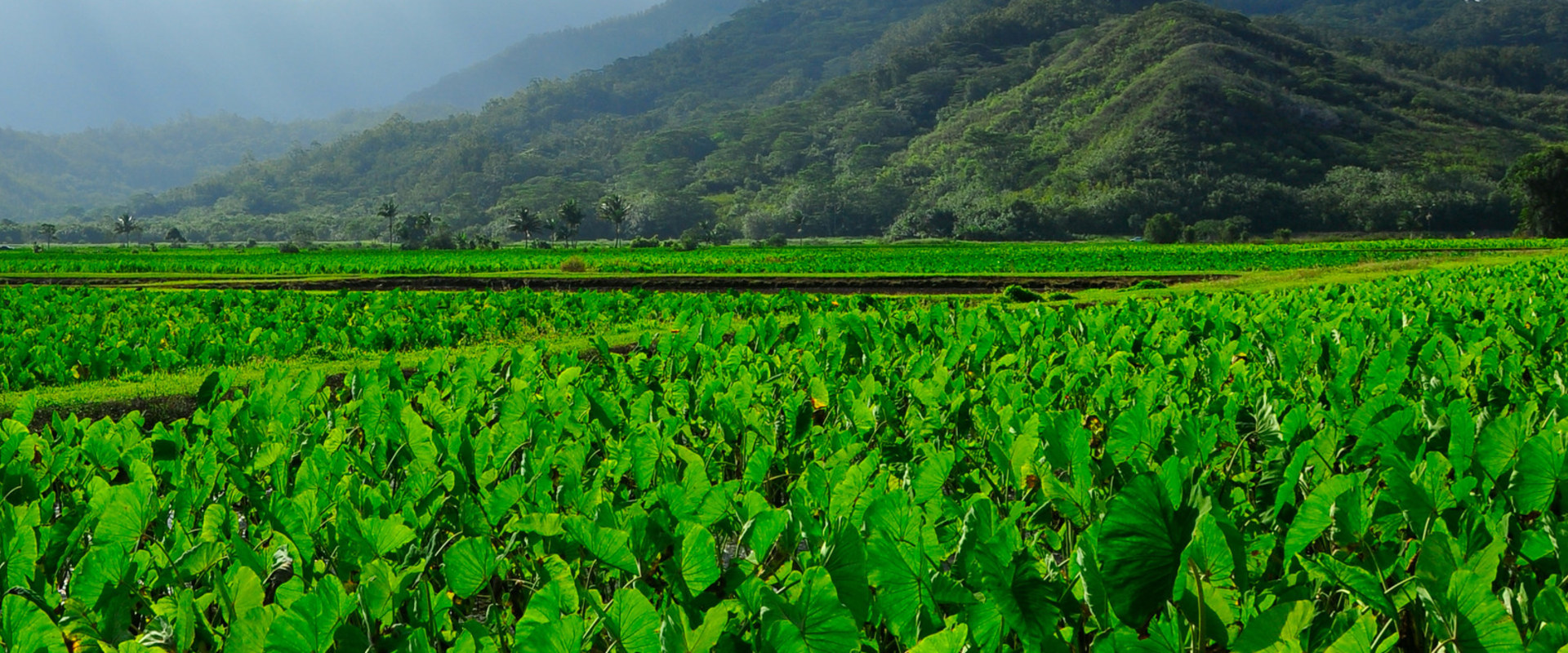 The Impact of GMOs on Hawaii's Food System