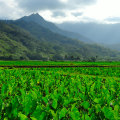 The Impact of GMOs on Hawaii's Food System