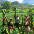 The Role of Traditional Knowledge and Practices in Hawaii's Food System