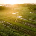 The Impact of Hawaii's Geography on its Food System