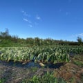 The Current State of Hawaii's Food System