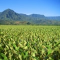 Revolutionizing Hawaii's Food System: Potential Solutions for a Sustainable Future