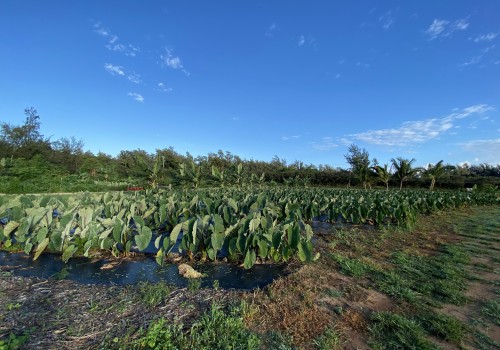 The Main Challenges Facing Hawaii's Food System